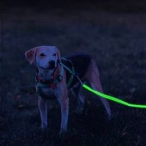 NWT Light Up Leash